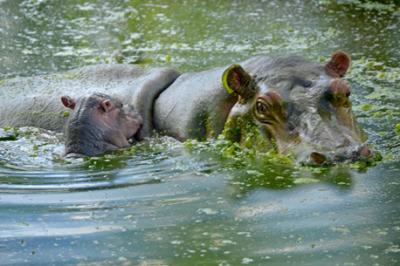 20150117145202-nuevo-hipopotamo-vyg.jpg