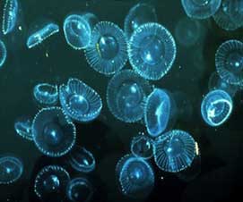 Medusas flourescentes como biocombustible para nanotecnología médica