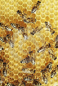 El universo desconocido de la miel de abejas