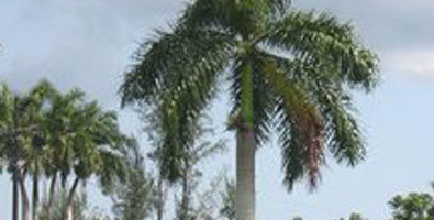 Incrementan en Cuba poblaciones de palma real