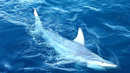 20120104124830-tiburon.jpg