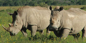 Rinoceronte negro de África: Una especie menos