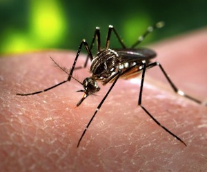 Descubren bacteria que impediría a los mosquitos transmitir el dengue