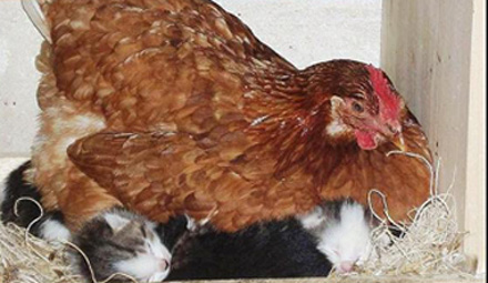 Una gallina adopta a varios gatos