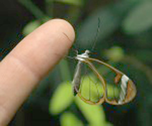 Registran en montañas cubanas rara mariposa de cristal