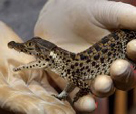 Nacen dos cocodrilos cubanos en Zoológico de Washington