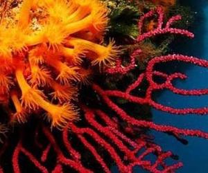 Arrecifes coralinos del Caribe cercenados a causa de la pesca