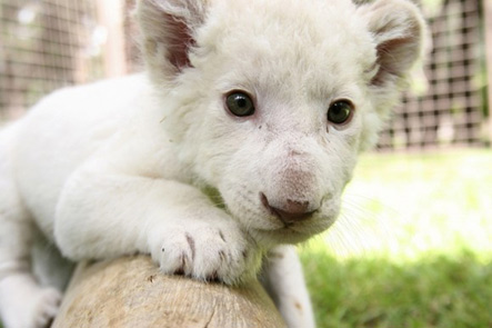 León blanco centro de atención en zoológico de México