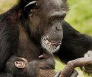 20130118115516-chimpance-2.jpg