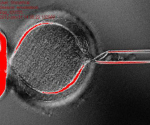 Científicos obtienen células madre embrionarias de personas