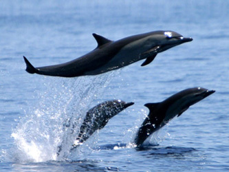 Delfines grises fueron vistos al sur de Matanzas