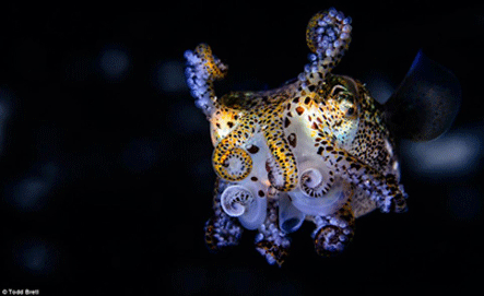 Curioso: Un calamar lleno de luces y colores