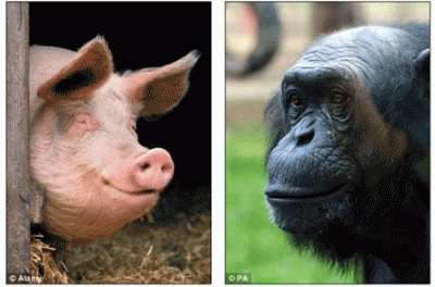 Evolución humana se debe al apareamiento de un puerco y una chimpancé, afirma experto