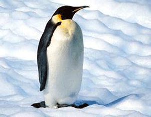 20131226130934-pinguinos.gif