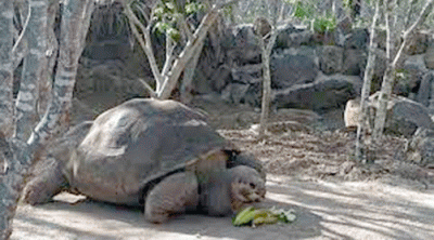 Adiós a Pepe, la tortuga gigante ícono de Galápagos