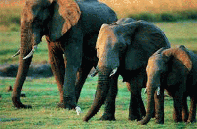 Los elefantes africanos, los animales con mejor olfato