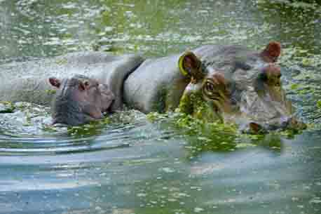 20150811131636-nuevo-hipopotamo-vyg.jpg