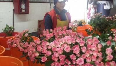 Enamorados del mundo recibieron rosas ecuatorianas por el Día de San Valentín
