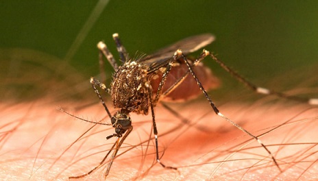 20160307101824-mosquito-cuba-dengue.jpg
