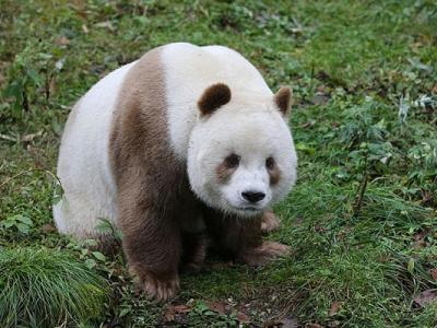 Qizai, el único oso panda café existente en el mundo