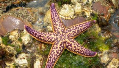 Estrellas de mar: Un virus fomentado por el calentamiento global está llevando a la extinción de las 1800 especies conocidas
