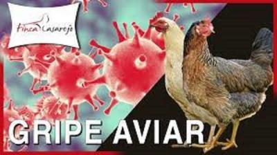 Villa Clara atenta ante el virus de la influenza aviar