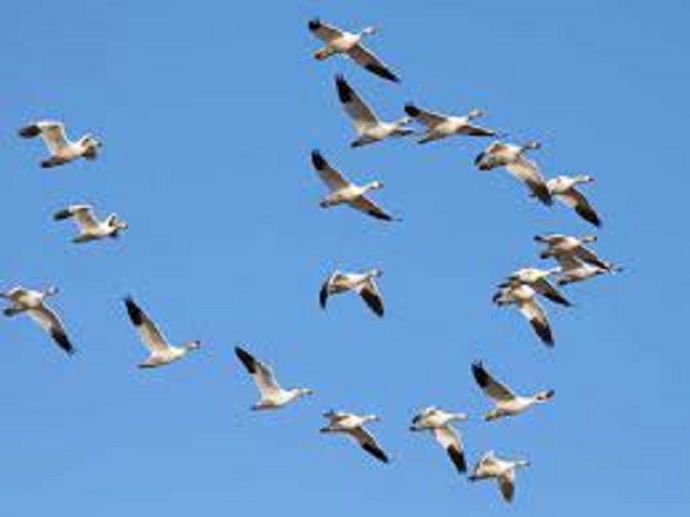 Propone Centro Meteorológico Provincial de Villa Clara estudio sobre variabilidad climática en la migración de aves