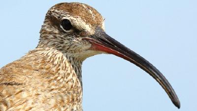 Las aves que vuelan a 150 km/h